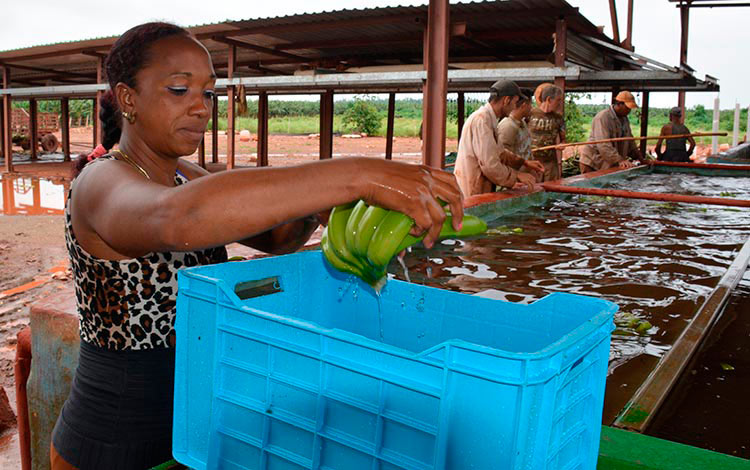 Procesamiento de plátano en Lutgardita, Quemado de Gí¼ines, Villa Clara. Procesamiento de plátano en Lutgardita, Quemado de Gí¼ines, Villa Clara.