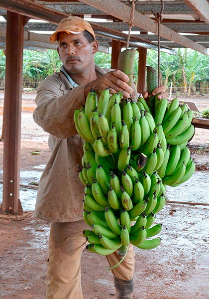 Procesamiento de plátano en Lutgardita, Quemado de Gí¼ines, Villa Clara. Procesamiento de plátano en Lutgardita, Quemado de Gí¼ines, Villa Clara.