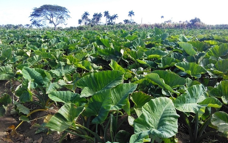 Polo agrícola de Dolores