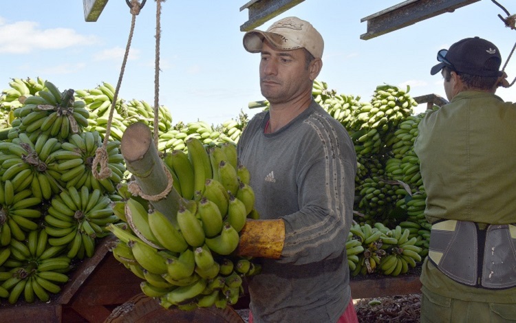 Plátano en Quemado de Gí¼ines, Villa Clara