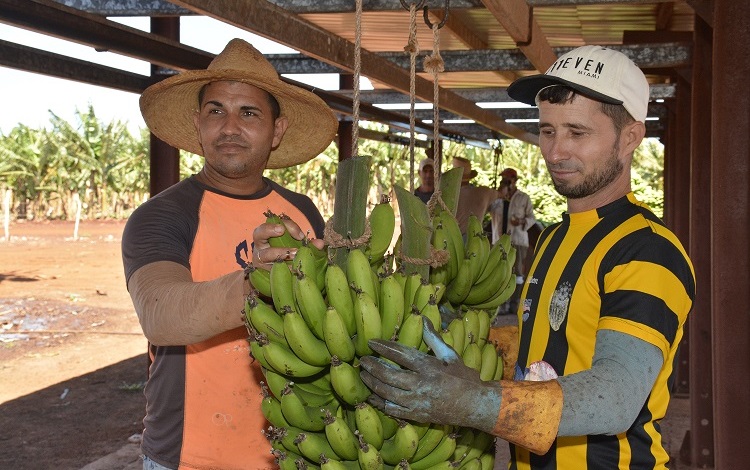 Plátano en Quemado de Gí¼ines, Villa Clara