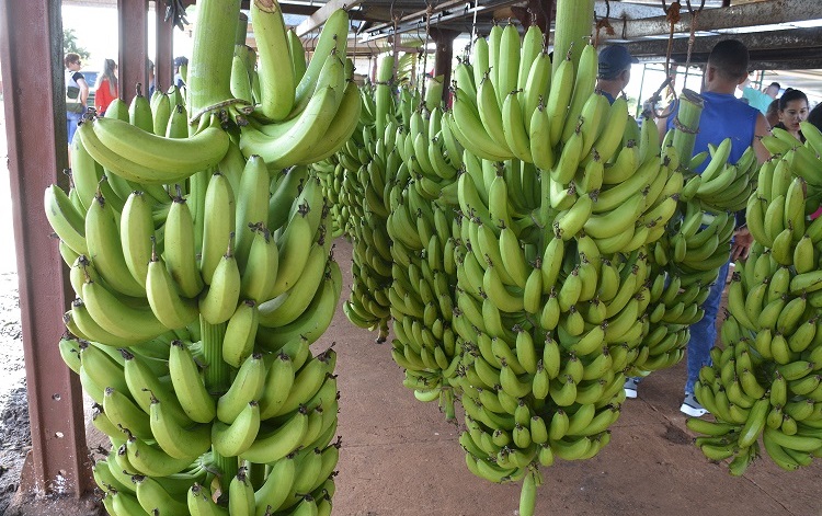 Plátano Cavendish, Quemado de Güines