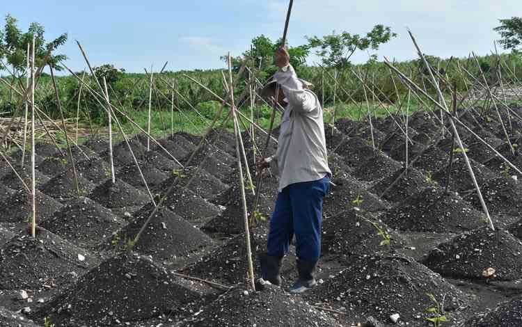 Agropecuarios de Villa Clara