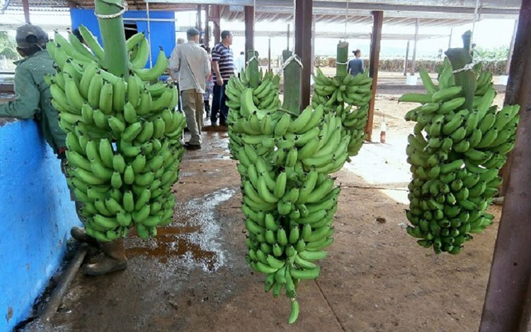Procesamiento del plátano en Quemado de Gí¼ines.