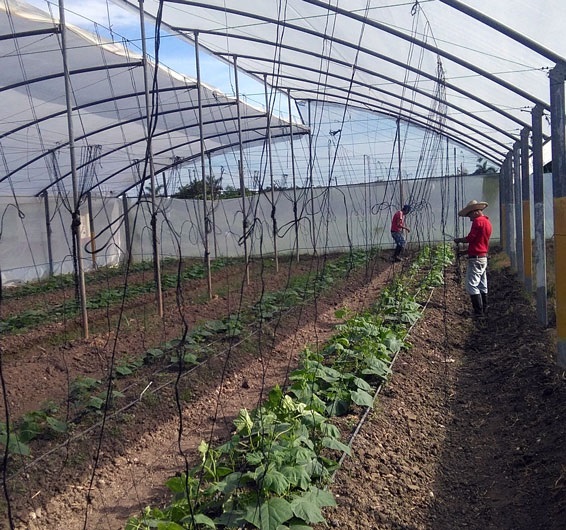 Casas de cultivo, Valle del Yabú Casas de cultivo, Valle del Yabú