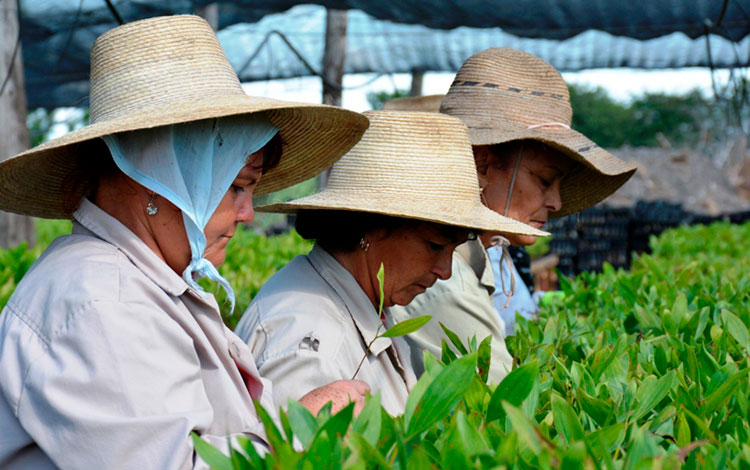 Trabajadoras del vivero de Espinal, en Villa Clara, Cuba. Trabajadoras del vivero de Espinal, en Villa Clara, Cuba.