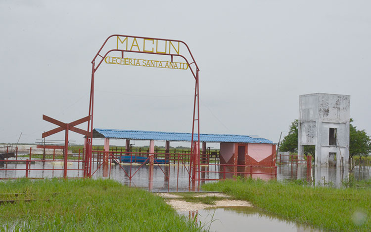 Lechería bufalina Santa Ana II, empresa ganadera Macún, Sagua la Grande, Villa Clara. Lechería bufalina Santa Ana II, empresa ganadera Macún, Sagua la Grande, Villa Clara.