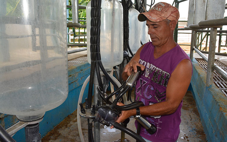 Productor de leche muestra sistema de ordeño mecánico en La Vitrina, Mataguá, Villa Clara.