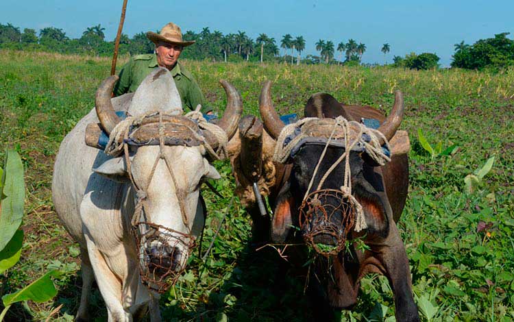 Hombre trabajando la tierra Hombre trabajando la tierra