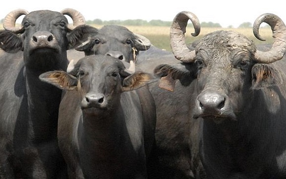 Cría de búfalos en Villa Clara
