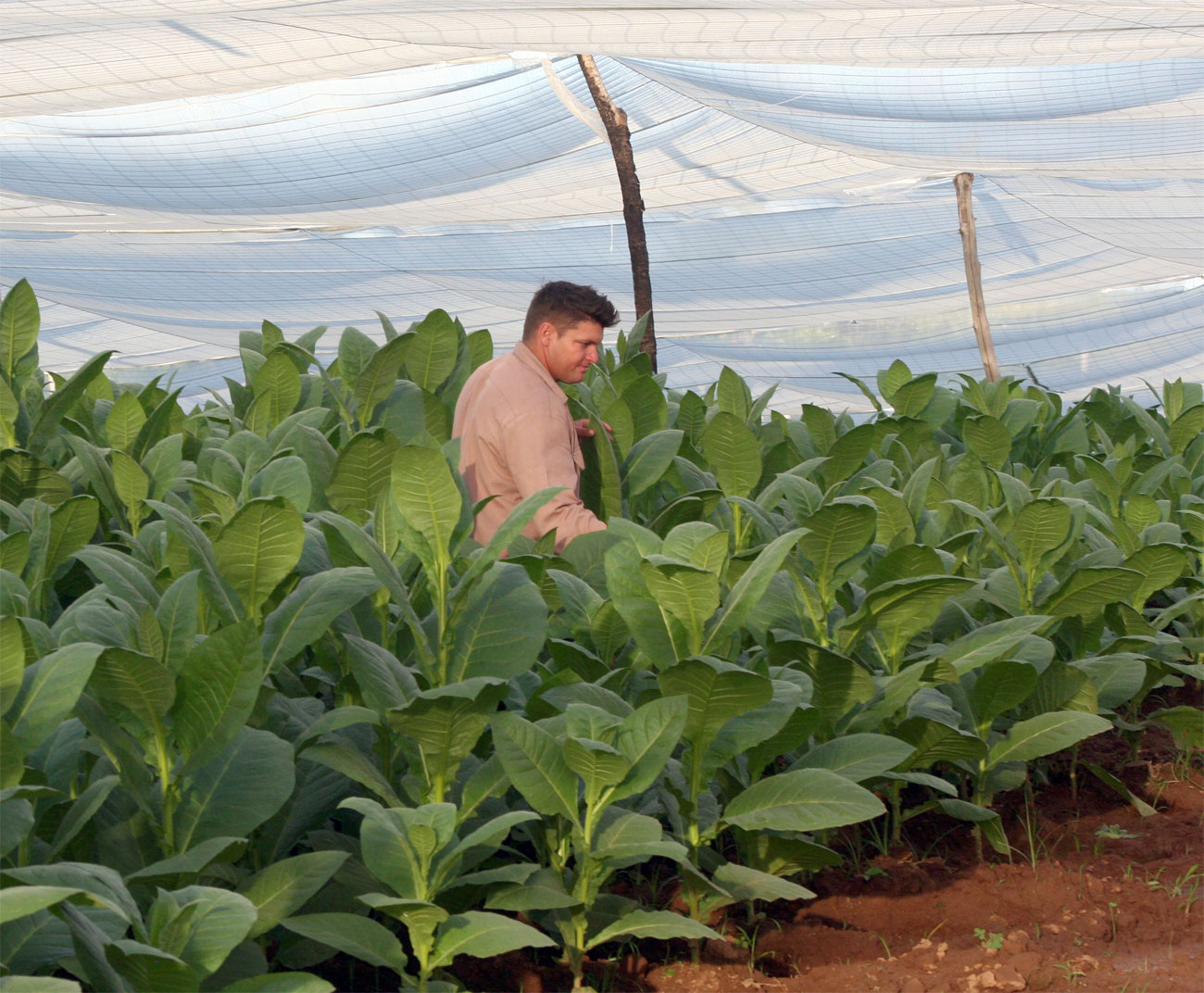 Vanguardia - Villa Clara - Cuba