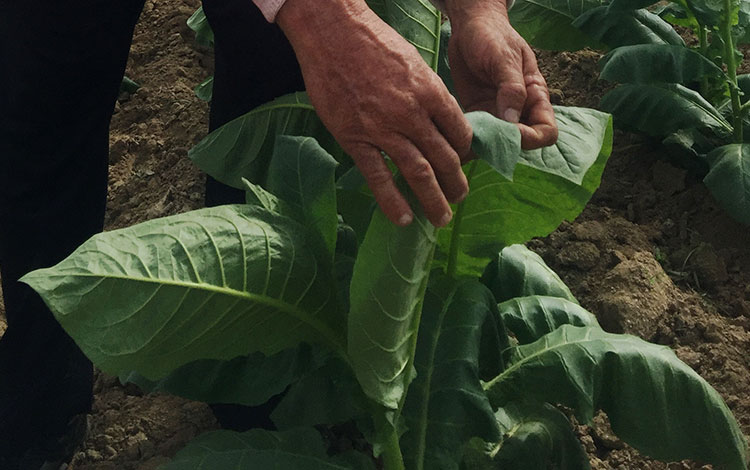 Manos de productor de tabaco.