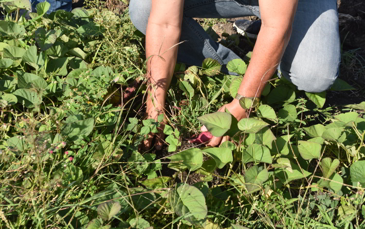Agricultura urbana