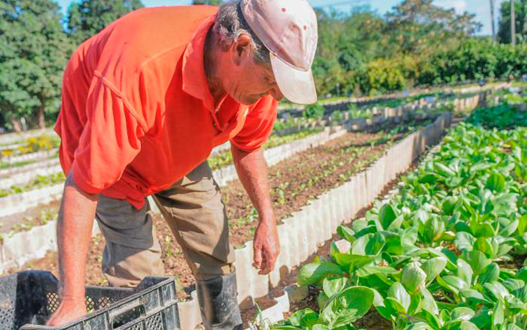 Agricultura urbana en Villa Clara