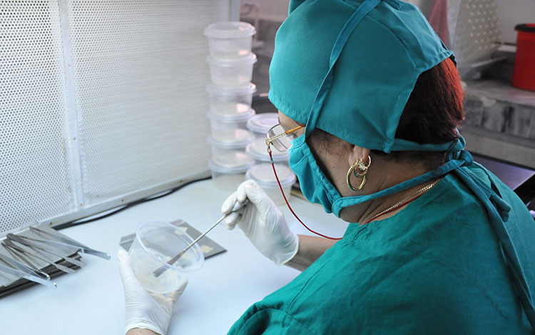 Laboratorio de embriogénesis somática.