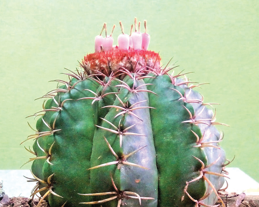 Cactus villaclareño