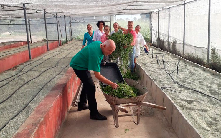 Trabajadores del IBP en proceso de producción de semillas de papa.