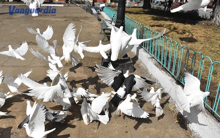 Palomas en el Parque Casallas, de Placetas.