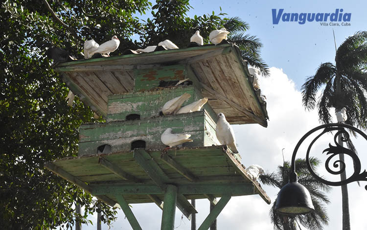 Palomas en el Parque Casallas, de Placetas. Palomas en el Parque Casallas, de Placetas.