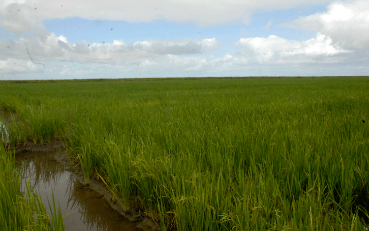 Cultivo de arroz