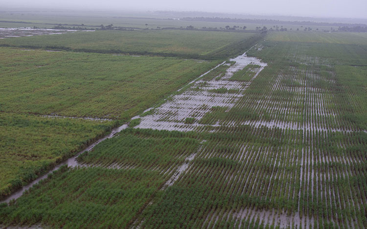 Inundaciones en los sembrados 