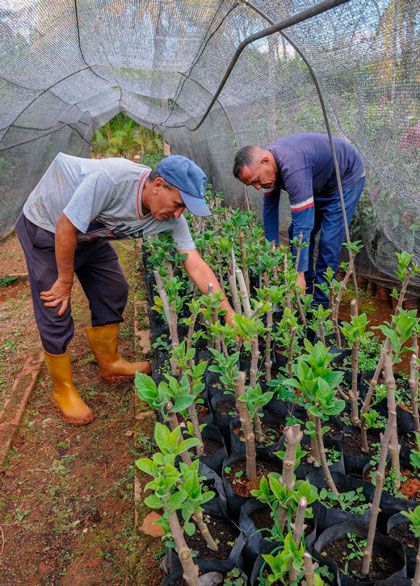 Cultivo semiprotegido de frutales. Cultivo semiprotegido de frutales.