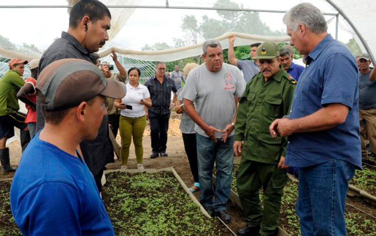 Presidente de Cuba, Miguel Díaz-Canel, recorre semillero.