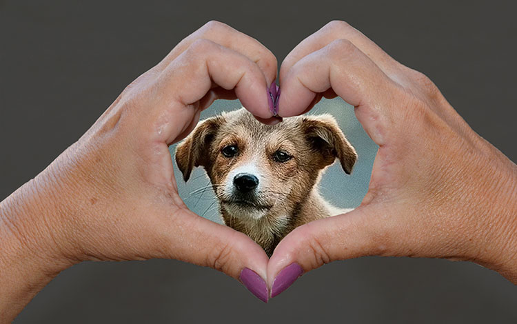 Ilustración que representa amor a los animales.