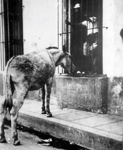 El burro Perico en una calle de Santa Clara.