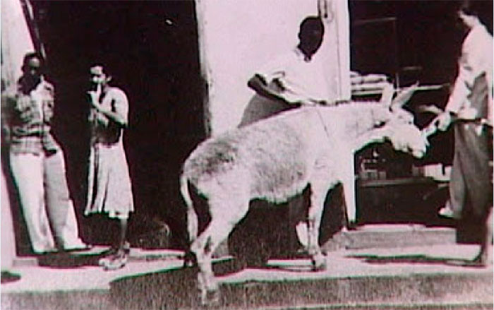 El burro Perico en su andar por las calles de Santa Clara.