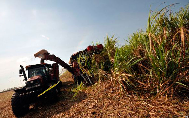 Zafra azucarera en Cuba