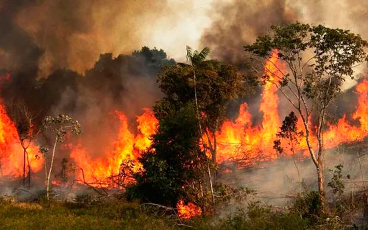 Incendios en la Amazonía
