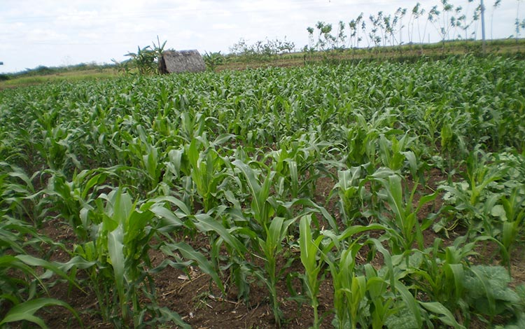 Campo de maí­z en la zona de Carrillo, en Villa Clara.