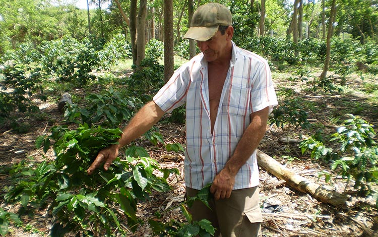 Julio Núñez, campesino de Carrillo que cultiva el tabaco.