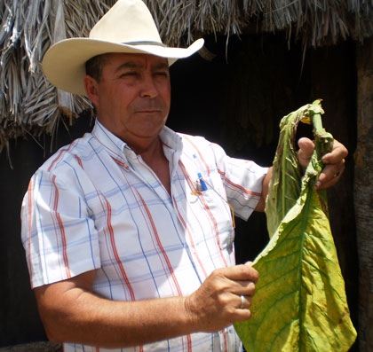 José Raúl Denis Hernández, presidente de la CCS Alberto González, muestra hoja de tabaco.