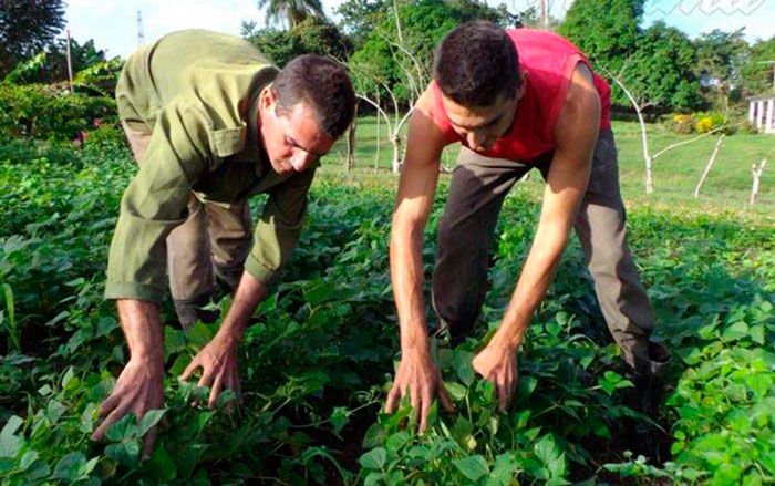 Campesinos cubanos. Campesinos cubanos.