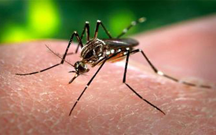 mosquito Aedes aegypti 