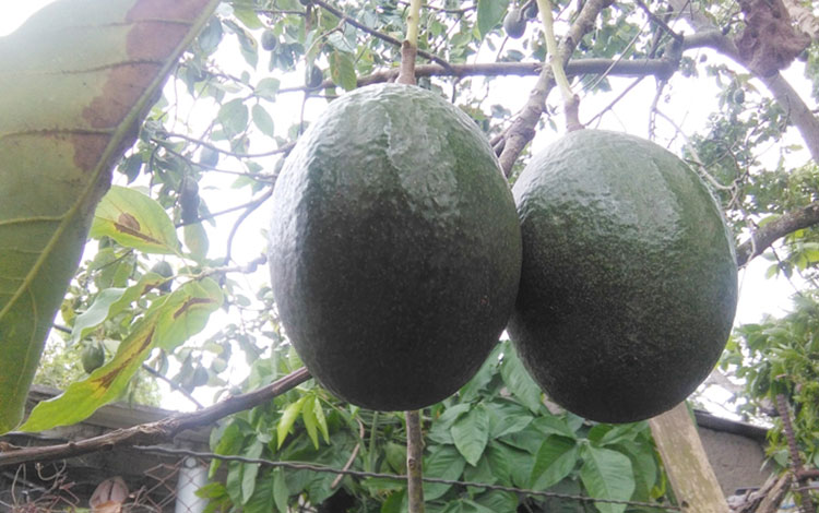 Mata de aguacate.