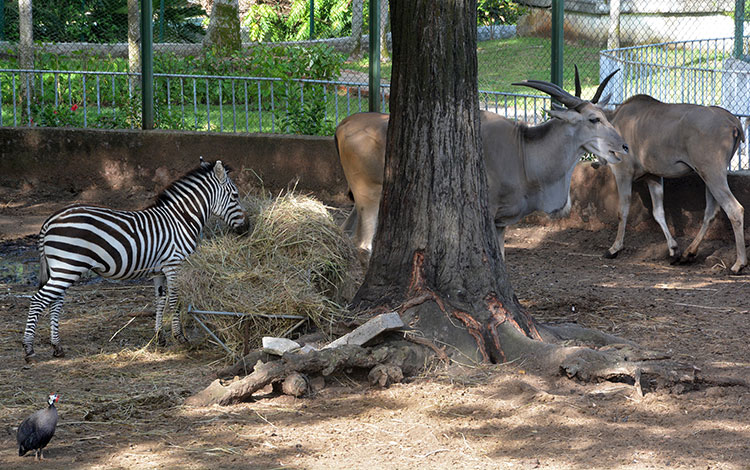 Pradera africana en el zoológico de Santa Clara, Cuba.