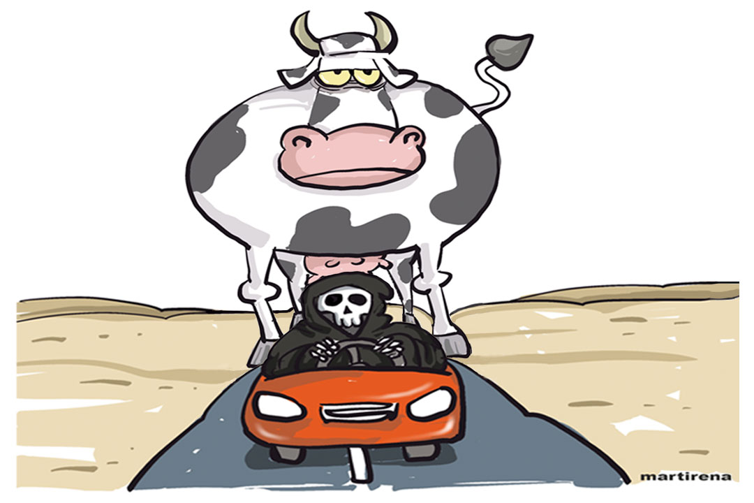 Ilustración de Alfredo Martirena sobre los accidentes de tránsito por animales en la vía.