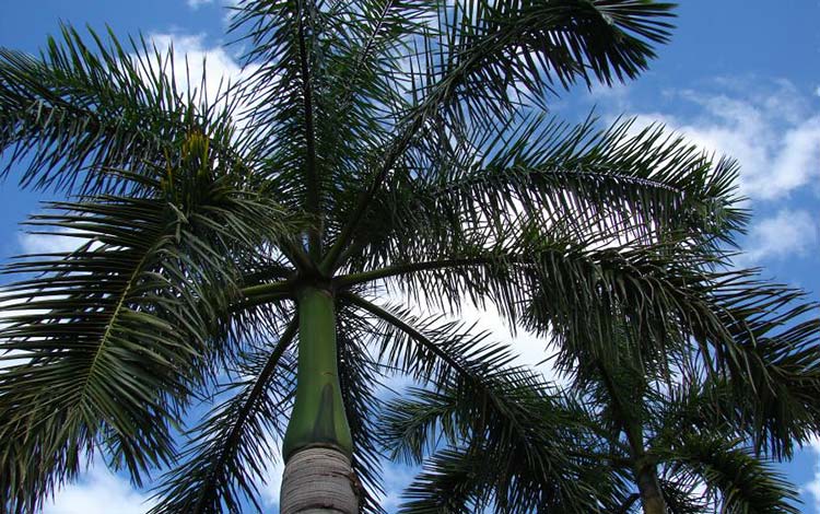 Palma real, árbol nacional de Cuba.