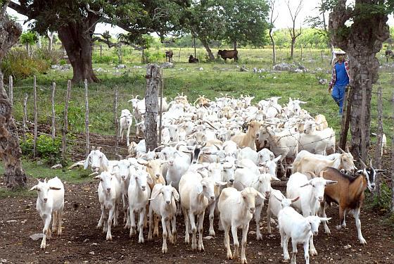 Crí­a de chivos y carneros en agricultura de Villa Clara.