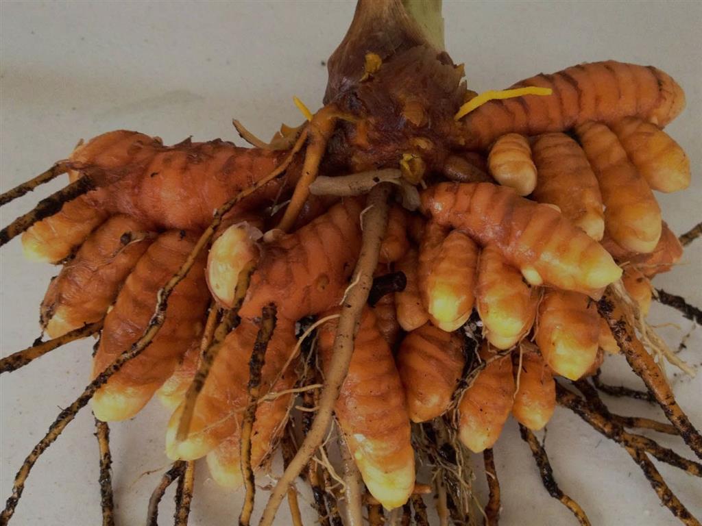 rizoma curcuma sacada del surco