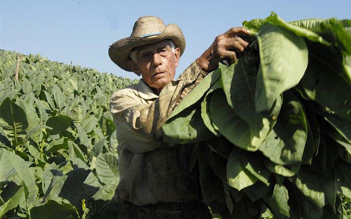 Tabaco de Manicaragua