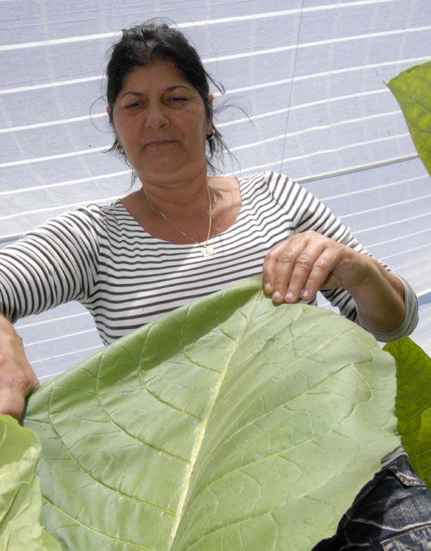 Idolidia González Ramos, la mejor veguera de tapado en Villa Clara.