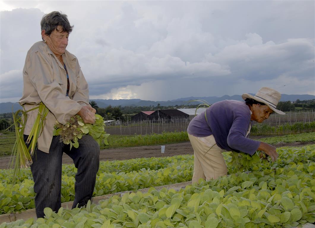 fuerza femenina cosecha tabaco, villa clara