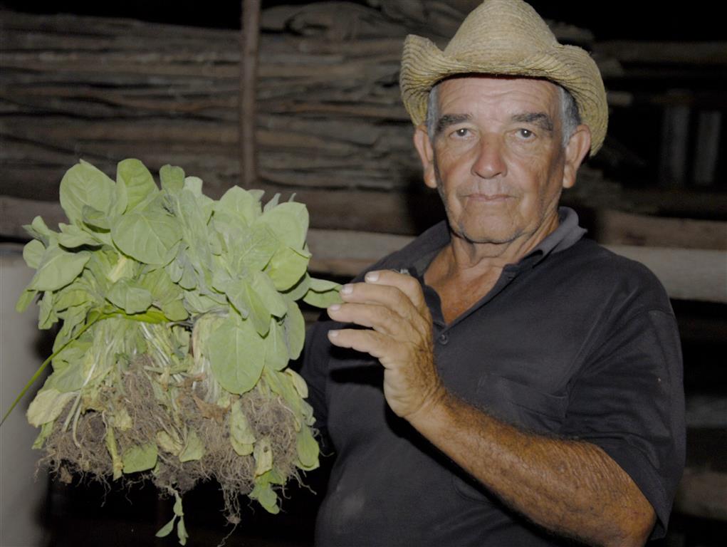 manuel perez denis productor de tabaco, villa clara