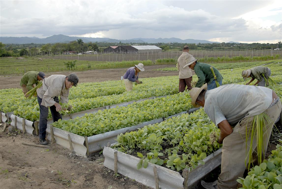 selección y siembra de simientes de tabaco, villa clara