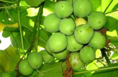Piñón de botija.