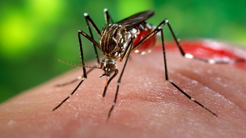 http://www.vanguardia.cu/images/vanguardia_digital/salud/epidemiologia/fotos-generales/mosquito-zika.jpg Mosquito Aedes aegypti.